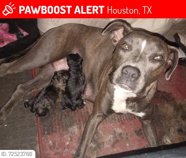 Lost Female Dog last seen Northville and 45, Houston, TX 77038