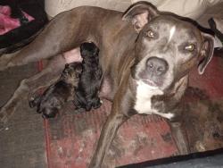 Lost Female Dog last seen Northville and 45, Houston, TX 77038