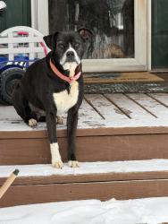 Lost Female Dog last seen Near Stonybrook Rd Wirtz VA, Wirtz, VA 24184