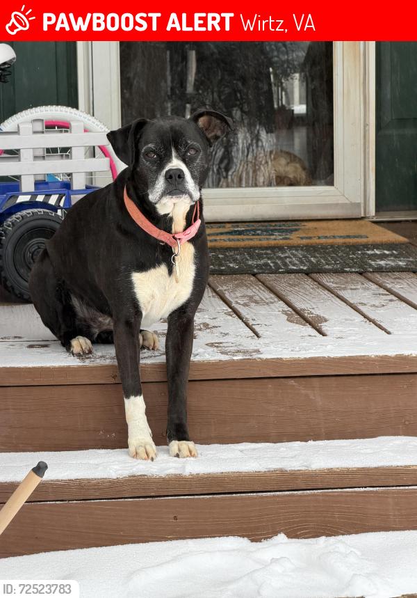 Lost Female Dog last seen Near Stonybrook Rd Wirtz VA, Wirtz, VA 24184