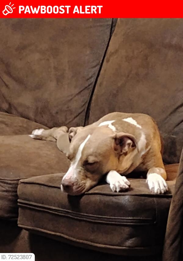 Lost Female Dog last seen Iseman Rd near wagon rd , Darlington County, SC 29532