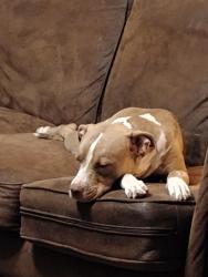 Lost Female Dog last seen Iseman Rd near wagon rd , Darlington County, SC 29532