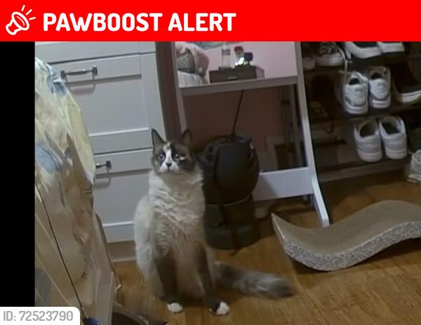 Lost Female Cat last seen edith road,landing , Roxbury Township, NJ 07850
