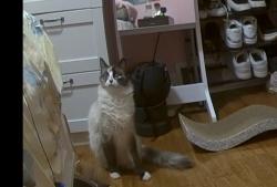 Lost Female Cat last seen edith road,landing , Roxbury Township, NJ 07850