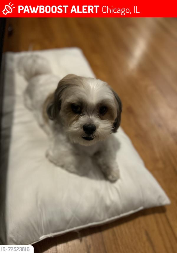 Lost Male Dog last seen North Lawndale, Chicago, IL 60624