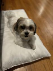Lost Male Dog last seen North Lawndale, Chicago, IL 60624