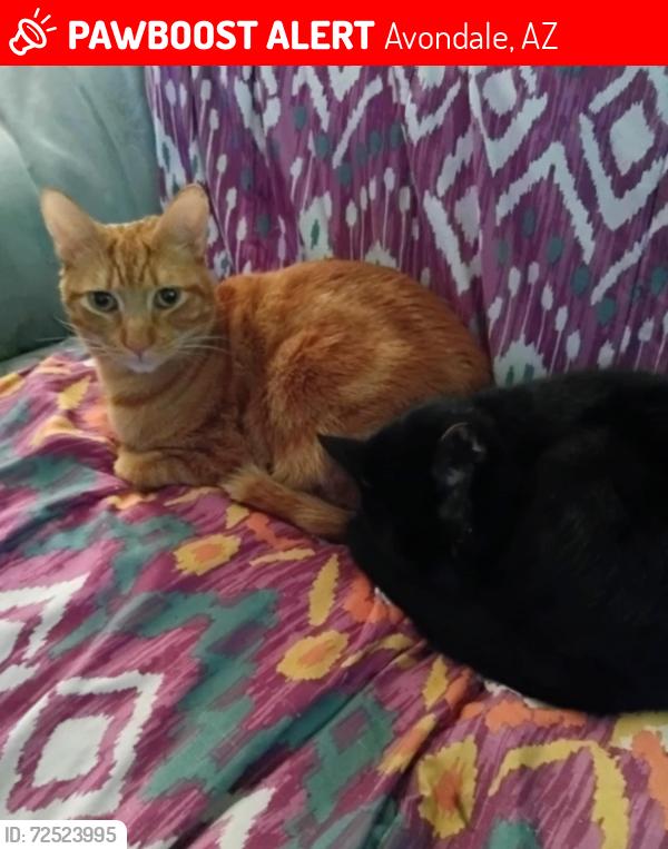 Lost Male Cat last seen Pilot truck stop Avondale Arizona , Avondale, AZ 85323