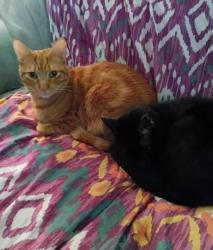 Lost Male Cat last seen Pilot truck stop Avondale Arizona , Avondale, AZ 85323