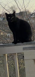 Lost Male Cat last seen Julia street, Green Cove Springs, FL 32043