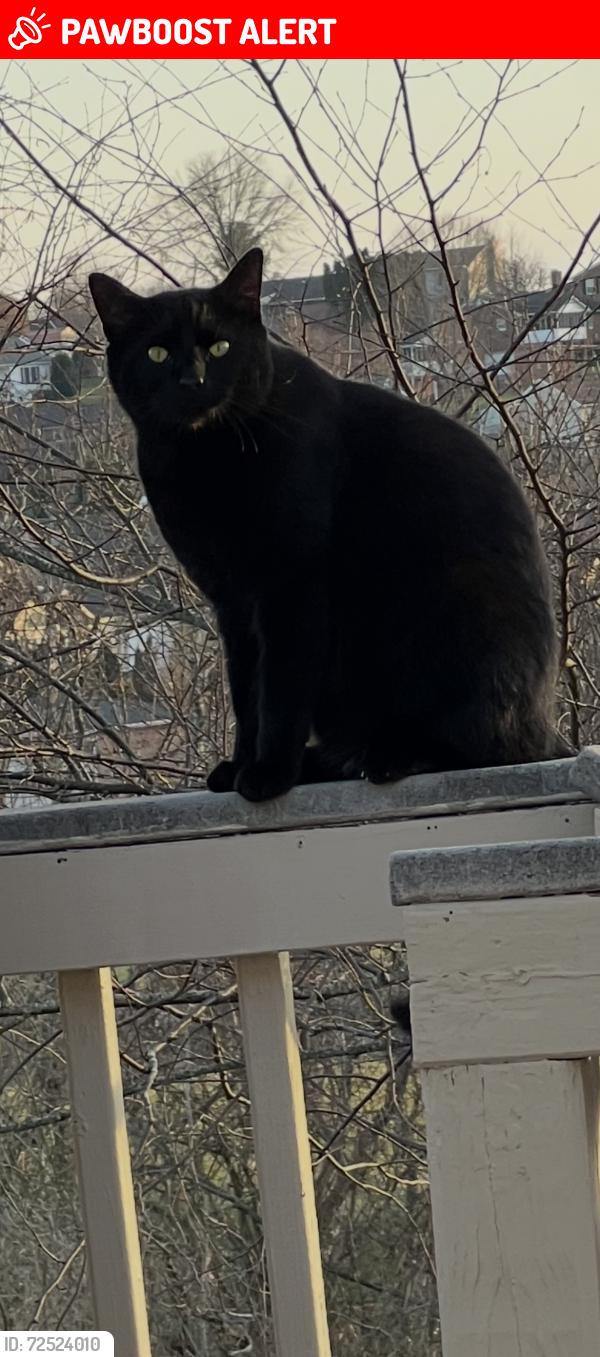 Lost Male Cat last seen Julia street, Green Cove Springs, FL 32043