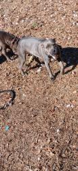 Lost Female Dog last seen County road 4118d, Overton, TX 75684