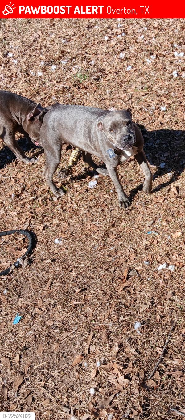 Lost Female Dog last seen County road 4118d, Overton, TX 75684