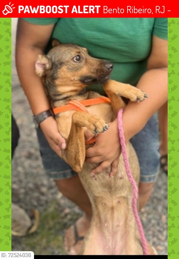 Lost Female Dog last seen Estrada Henrique de Melo , Bento Ribeiro, RJ 21340-190
