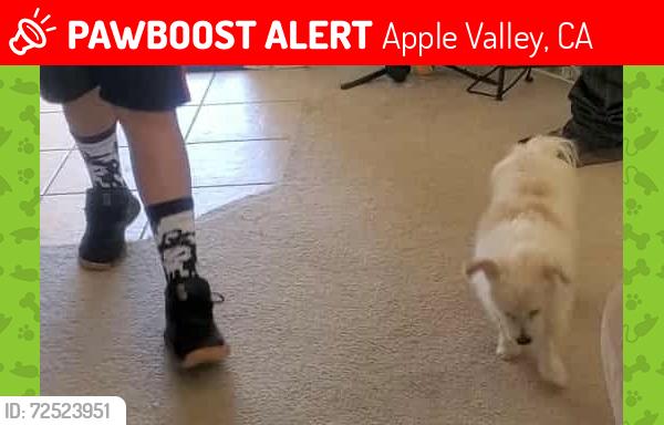 Lost Male Dog last seen Otoe & Rancherias about 0.9miles from the AMPM on Rancherias and outer hwy 18, Apple Valley, CA 92307