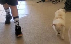 Lost Male Dog last seen Otoe & Rancherias about 0.9miles from the AMPM on Rancherias and outer hwy 18, Apple Valley, CA 92307
