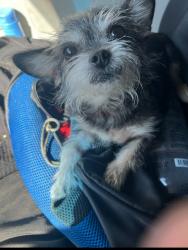 Lost Female Dog last seen New Scotland Yard pub, Los Angeles, CA 91303