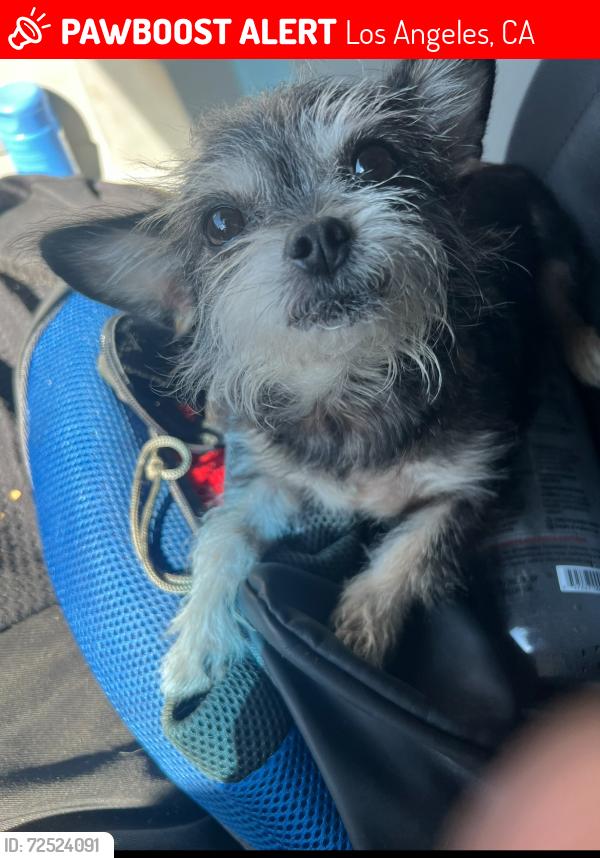 Lost Female Dog last seen New Scotland Yard pub, Los Angeles, CA 91303