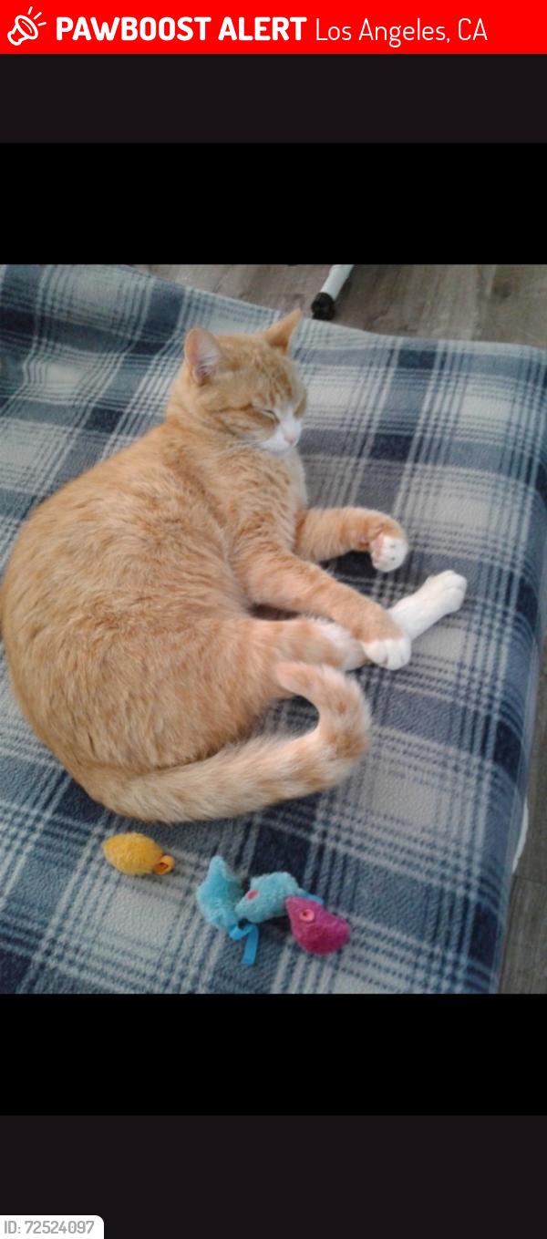 Lost Male Cat last seen Near w 38th st San pedro, Los Angeles, CA 90731