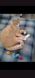 Lost Male Cat last seen Near w 38th st San pedro, Los Angeles, CA 90731