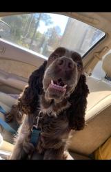 Lost Female Dog last seen Desoto national park , Fort Payne, AL 35967