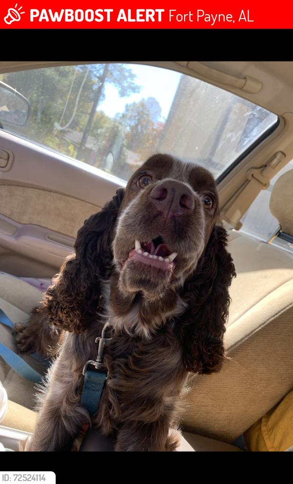Lost Female Dog last seen Desoto national park , Fort Payne, AL 35967