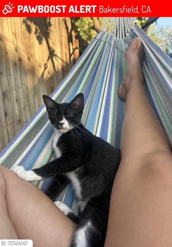 Lost Male Cat last seen Olive , jewetta , Bakersfield, CA 93312