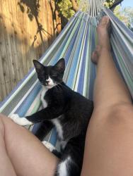 Lost Male Cat last seen Olive , jewetta , Bakersfield, CA 93312