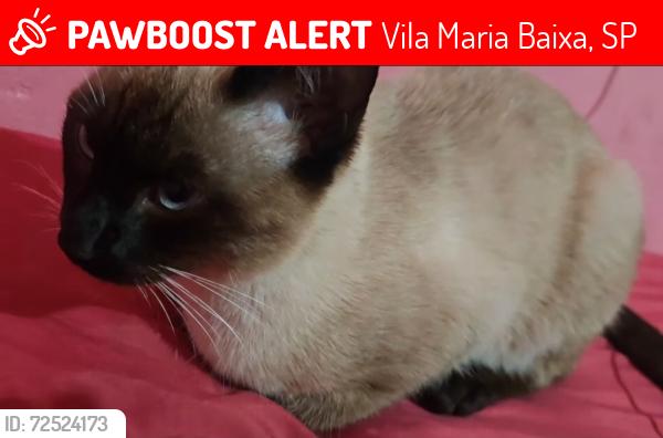 Lost Male Cat last seen Vila Guilherme , Vila Maria Baixa, SP 