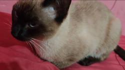 Lost Male Cat last seen Vila Guilherme , Vila Maria Baixa, SP 