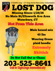 Lost Male Dog last seen Olena and North main , Waterbury, CT 06704