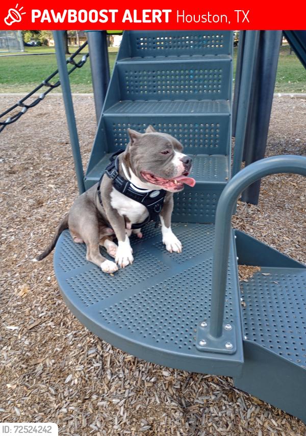 Lost Female Dog last seen Scott, Houston, TX 77048