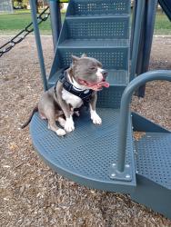 Lost Female Dog last seen Scott, Houston, TX 77048