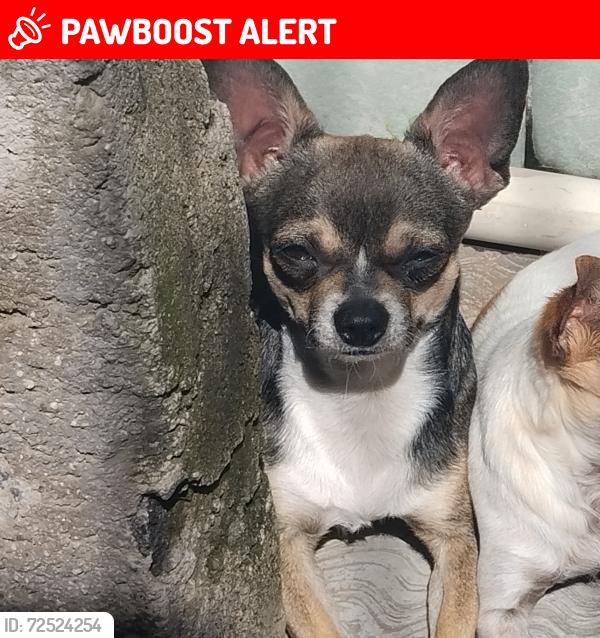 Lost Male Dog last seen av Pantitlán , Ciudad Nezahualcóyotl, Méx. 