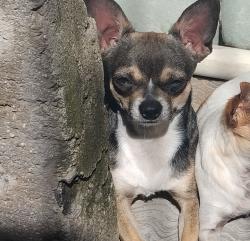 Lost Male Dog last seen av Pantitlán , Ciudad Nezahualcóyotl, Méx. 
