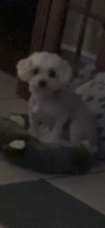 Lost Female Dog last seen Converse  , feild of Dover , Converse, TX 78109