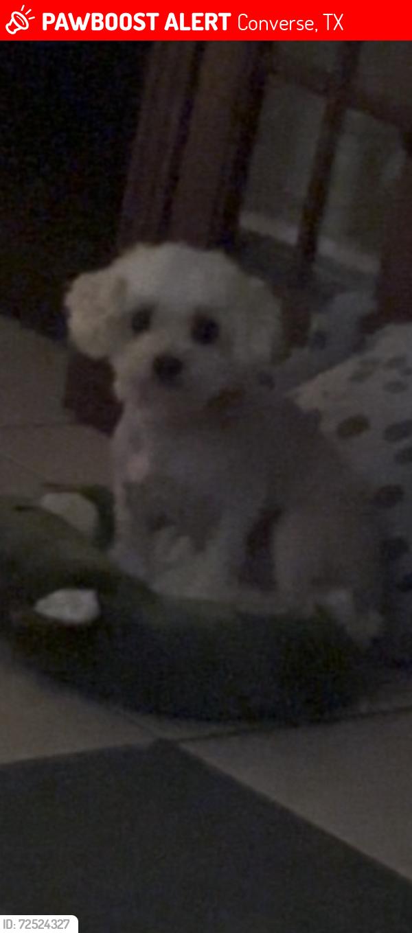 Lost Female Dog last seen Converse  , feild of Dover , Converse, TX 78109