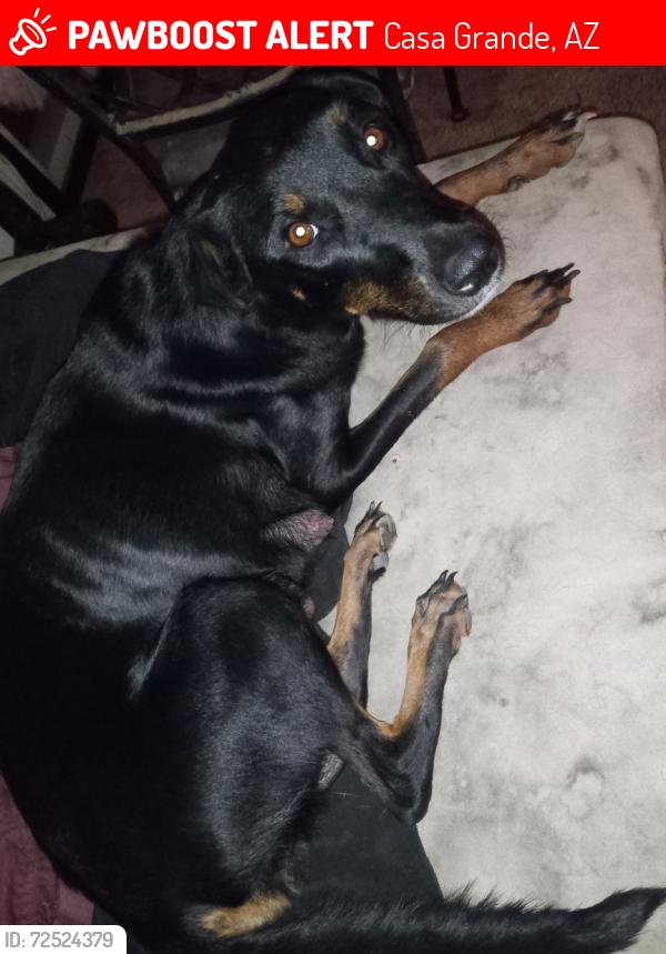 Lost Female Dog last seen Casa GrandeWest 85193, Casa Grande, AZ 85122