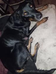 Lost Female Dog last seen Casa GrandeWest 85193, Casa Grande, AZ 85122