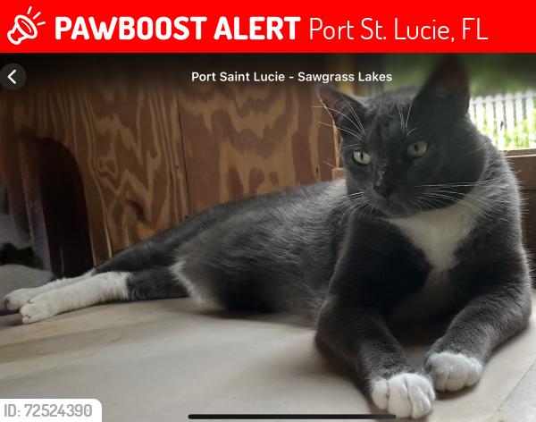 Lost Male Cat last seen SW Tulip Blvd/SW Paar Drive, Port St. Lucie, FL 34953