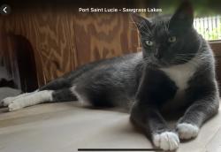 Lost Male Cat last seen SW Tulip Blvd/SW Paar Drive, Port St. Lucie, FL 34953