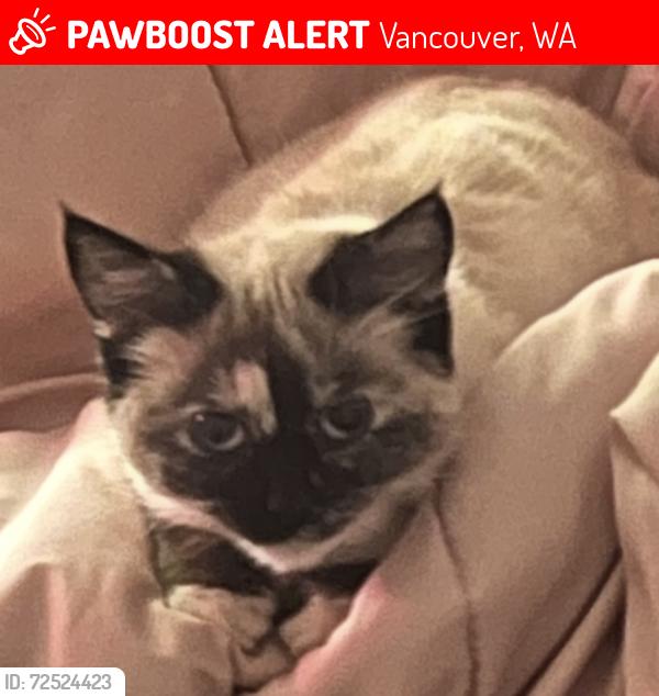 Lost Female Cat last seen Hazel dell ave, Vancouver, WA 98685