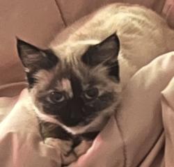 Lost Female Cat last seen Hazel dell ave, Vancouver, WA 98685