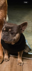 Lost Female Dog last seen Hughes lane & pacheco rd, Bakersfield ca 93304, Bakersfield, CA 93304