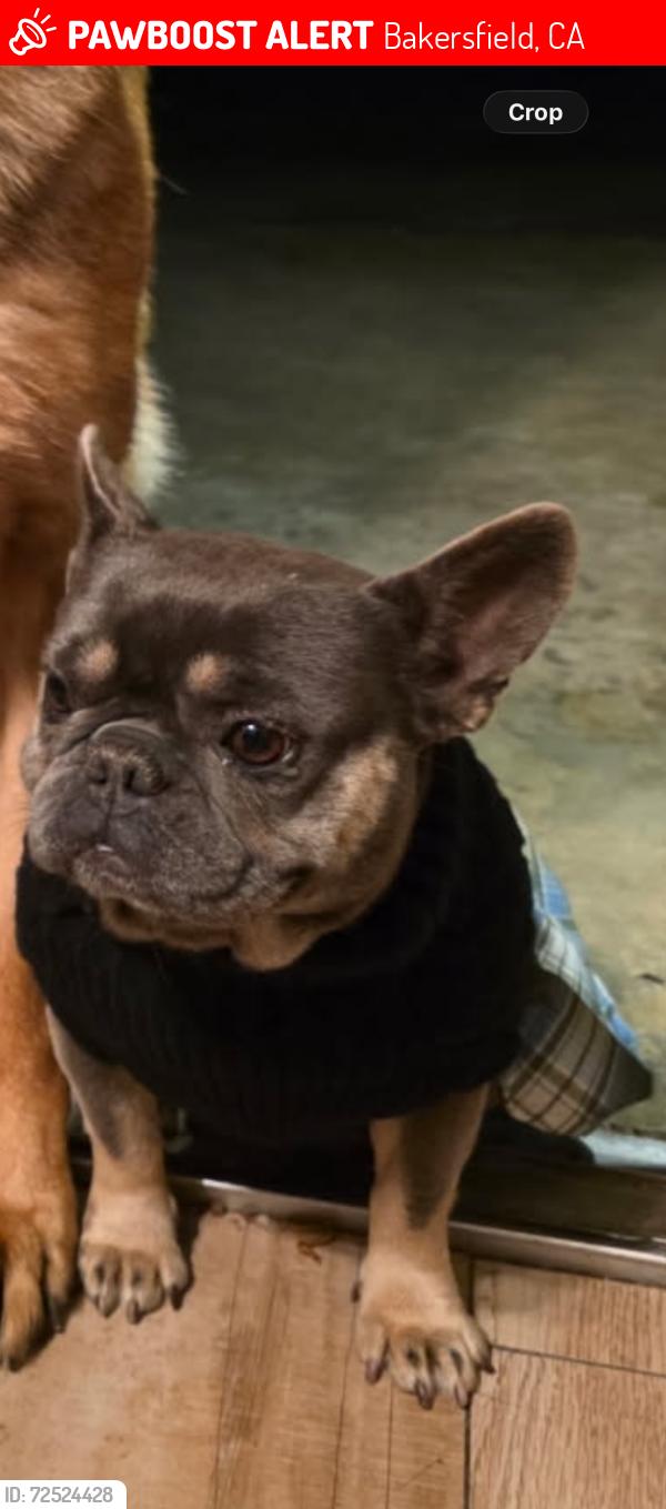 Lost Female Dog last seen Hughes lane & pacheco rd, Bakersfield ca 93304, Bakersfield, CA 93304