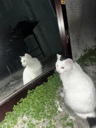 Lost Male Cat last seen Near magnolia st el monte cal. 91732, El Monte, CA 91732