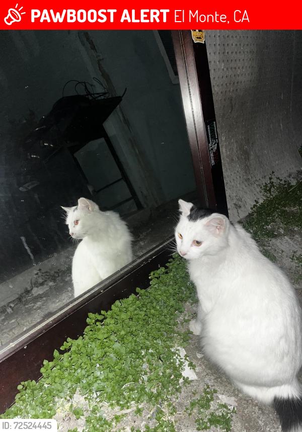 Lost Male Cat last seen Near magnolia st el monte cal. 91732, El Monte, CA 91732
