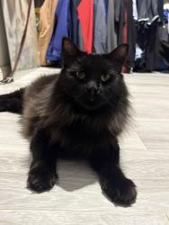 Lost Male Cat last seen Leopardwood Road & Mice Drive Cedar Grove, Cedar Grove, QLD 4285