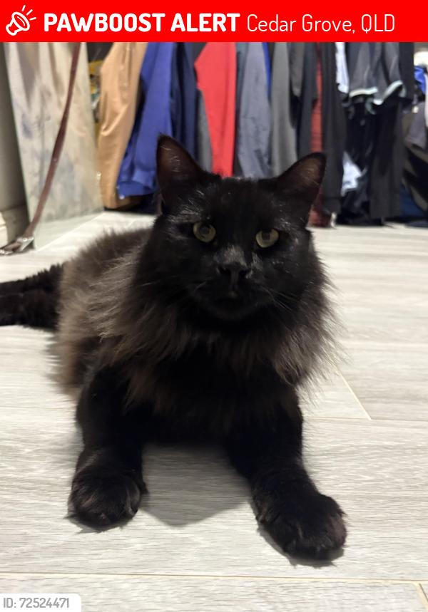 Lost Male Cat last seen Leopardwood Road & Mice Drive Cedar Grove, Cedar Grove, QLD 4285