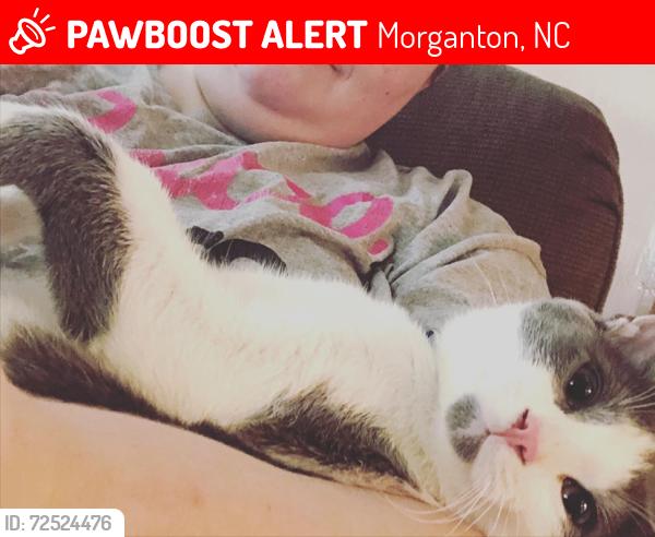 Lost Male Cat last seen Near R.O. Huffman Center (Drexel Community Center), Morganton, NC 28655