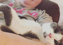 Lost Male Cat last seen Near R.O. Huffman Center (Drexel Community Center), Morganton, NC 28655